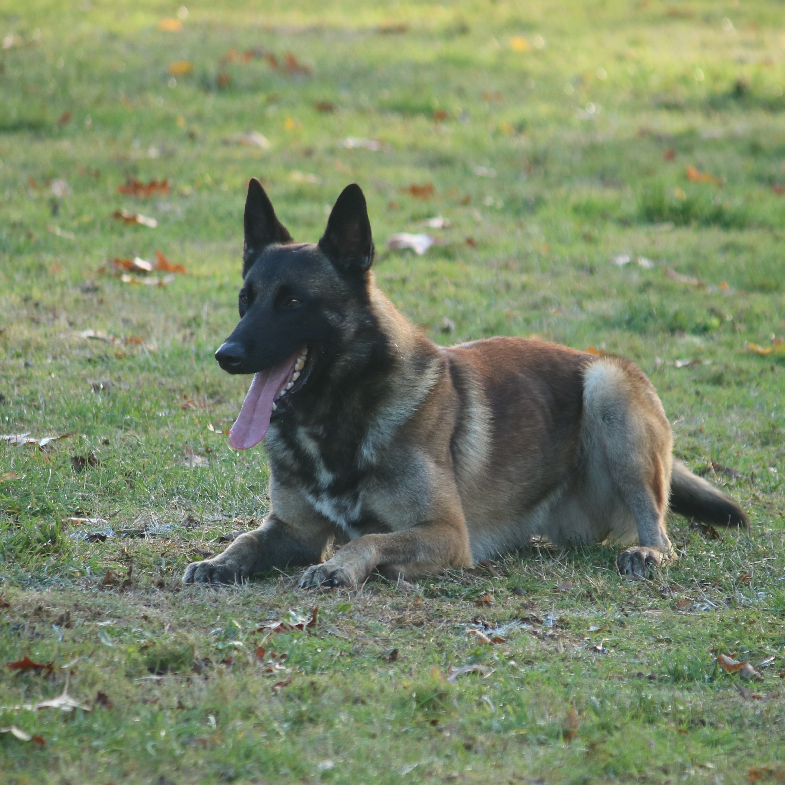 Lobo